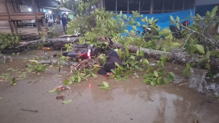 Gegara Hujan dan Angin Kencang di Konawe, Satu Pekerja OSS Meninggal Dunia Tertimpah Pohon