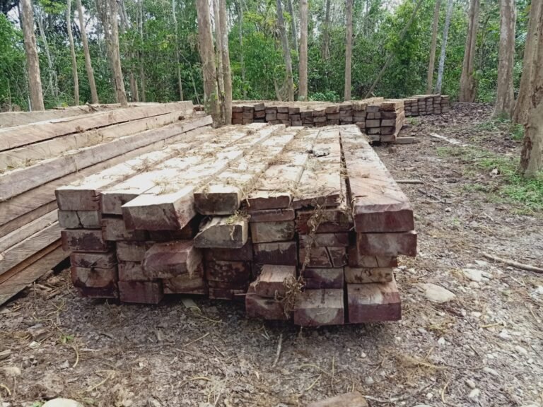 Pengusaha Kayu Hasil Ilegal Loging NF Diduga Kebal Hukum?