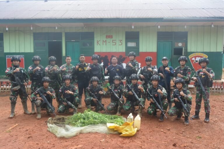 Satgas Pamtas Yonif 725 Woroagi Dan Bea Cukai Merauke Temukan Ladang Ganja di Dekat Tapal Batas