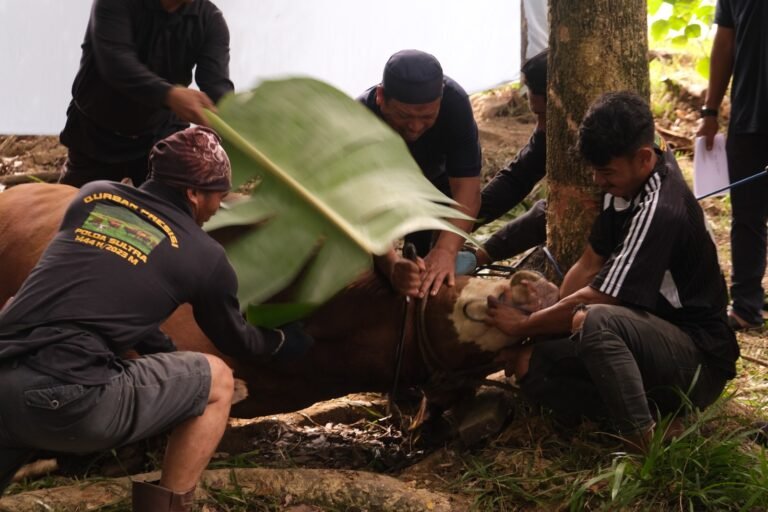 Idul Adha 1444 H, Polda Sultra Salurkan 128 Ekor Sapi dan 1 Ekor Kambing