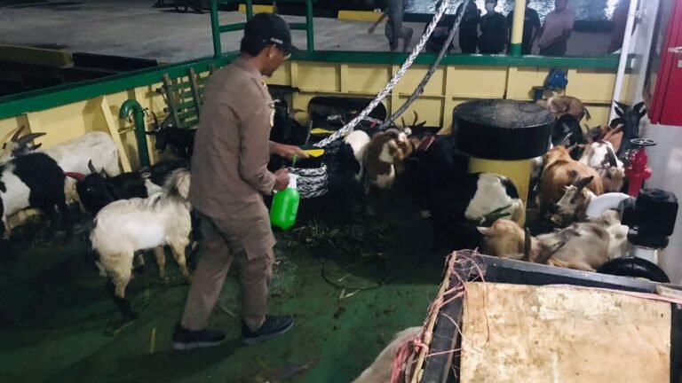 Karantina Pertanian Kendari Tolak Puluhan Kambing Asal NTT yang Tanpa Dokumen Masuk Sultra