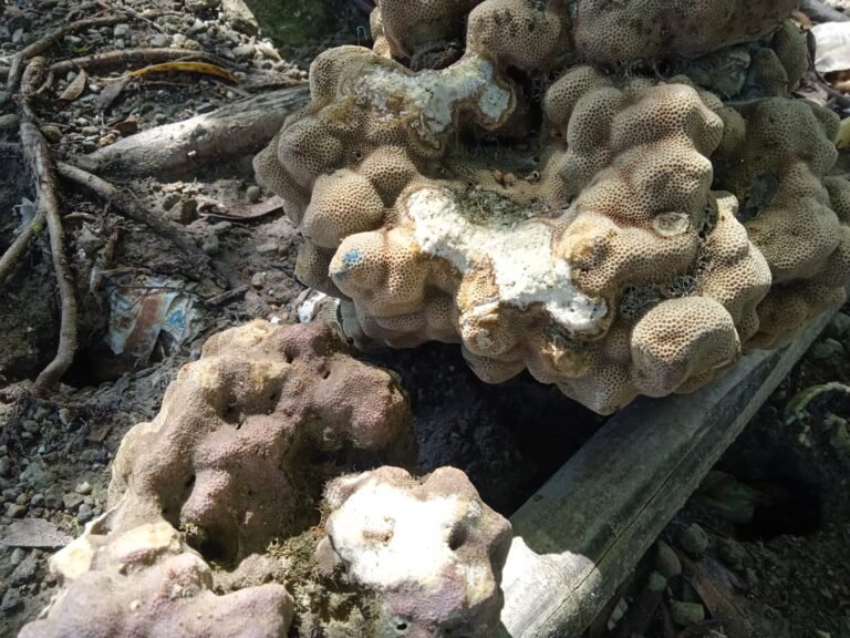 Petani Rumput Laut dan Nelayan di Desa Tanjung Tiram Keluhkan Aktivitas PLTU PT. DSSP