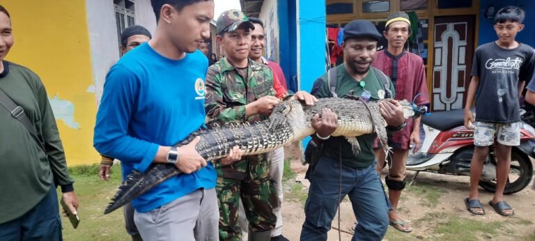 Respon Cepat Informasi Warga, Babinsa Koramil 1417 – 11/Poasia Bantu Evakuasi Buaya