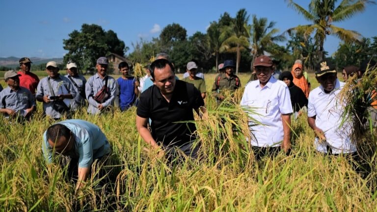 Pemberdayaan Masyarakat Lingkar Tambang, Petani Organik Binaan PT Vale, 11 Kali Panen, Hasil Makin Melimpah