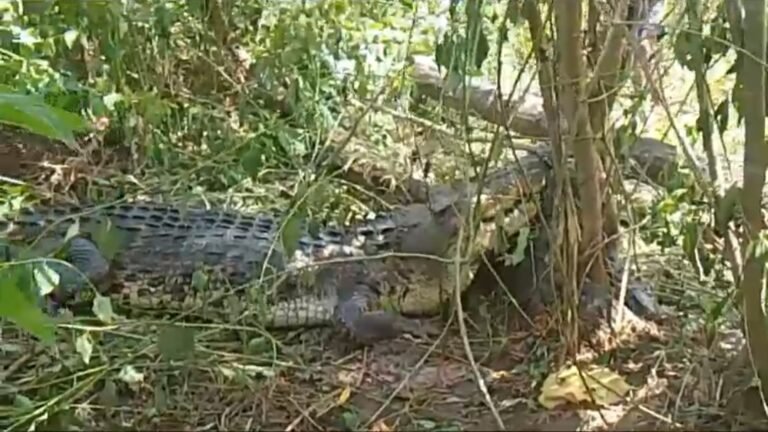Warga Poleang Timur Bombana Digegerkan dengan Penemuan Buaya 3,5 Meter