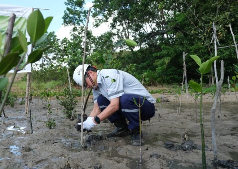 Peduli Lingkungan, PT DSSP Power Kendari Tanam 30 Ribu Pohon Mangrove