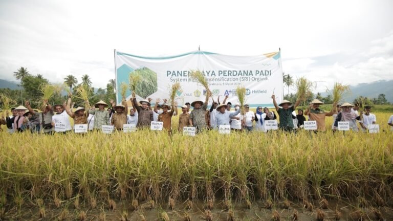 Buktikan Komitmen Keberlanjutan, PT Vale dan Alkhairaat Sinergi Konsultan CSR Panen Perdana Padi SRI Organik