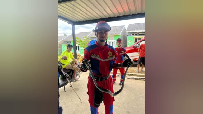 Damkar Kendari Evakuasi Ular Besar di Rumah Warga Puuwatu