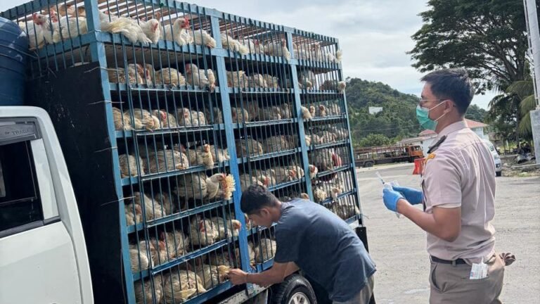 1.500 Ayam Asal Sulsel Lolos Karantina Masuk Sultra via Kolaka