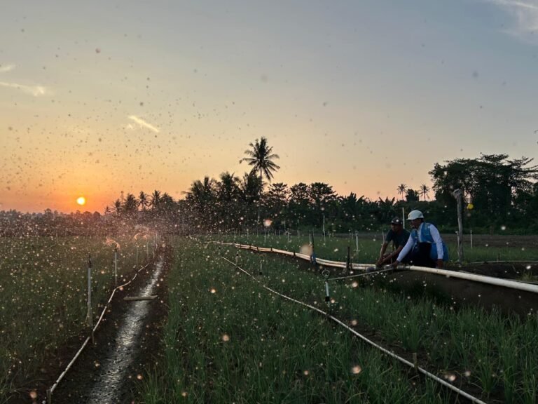 PLN Electrifying Agriculture Dorong Produktivitas Petani Bone Naik Dua Kali