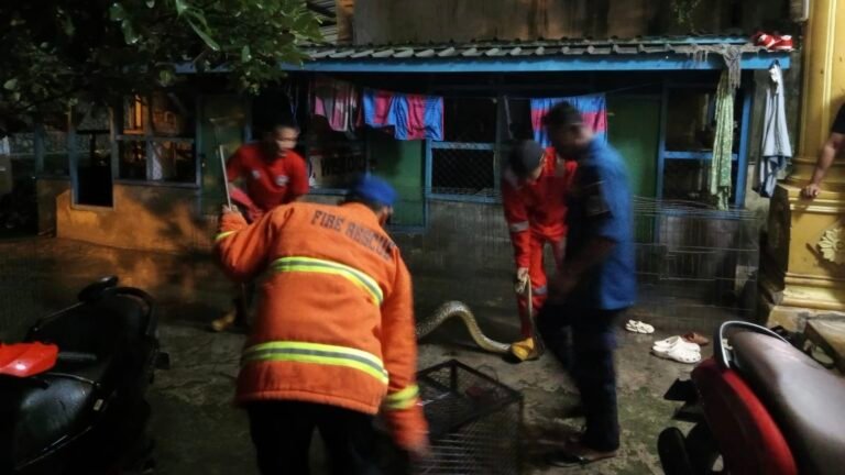 Damkar Kendari Evakuasi Ular 4 Meter di Kamar Mandi Warga