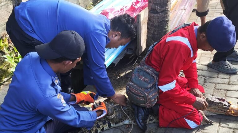 Damkar Kendari Evakuasi Buaya yang Masuk Permukiman Warga