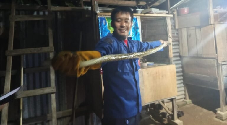 Damkar Kendari Evakuasi Ular Dekat Kandang Ayam di Wua-Wua