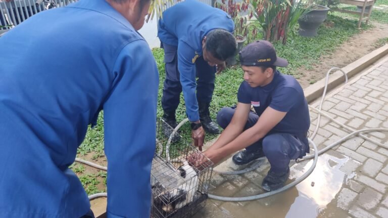 Damkar Kendari Evakuasi Kucing Terjebak Drainase, Berhasil Diselamatkan