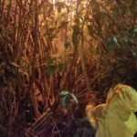 IMG-20260706-WA0121