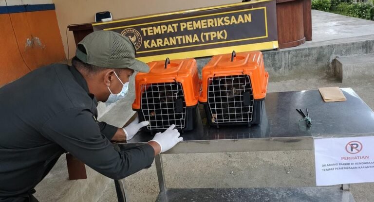 Karantina Sultra Periksa Pengiriman Kuskus di Bandara
